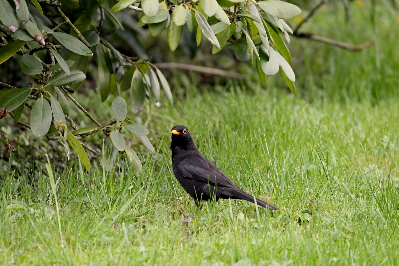 blackbird songbird meadow free photo