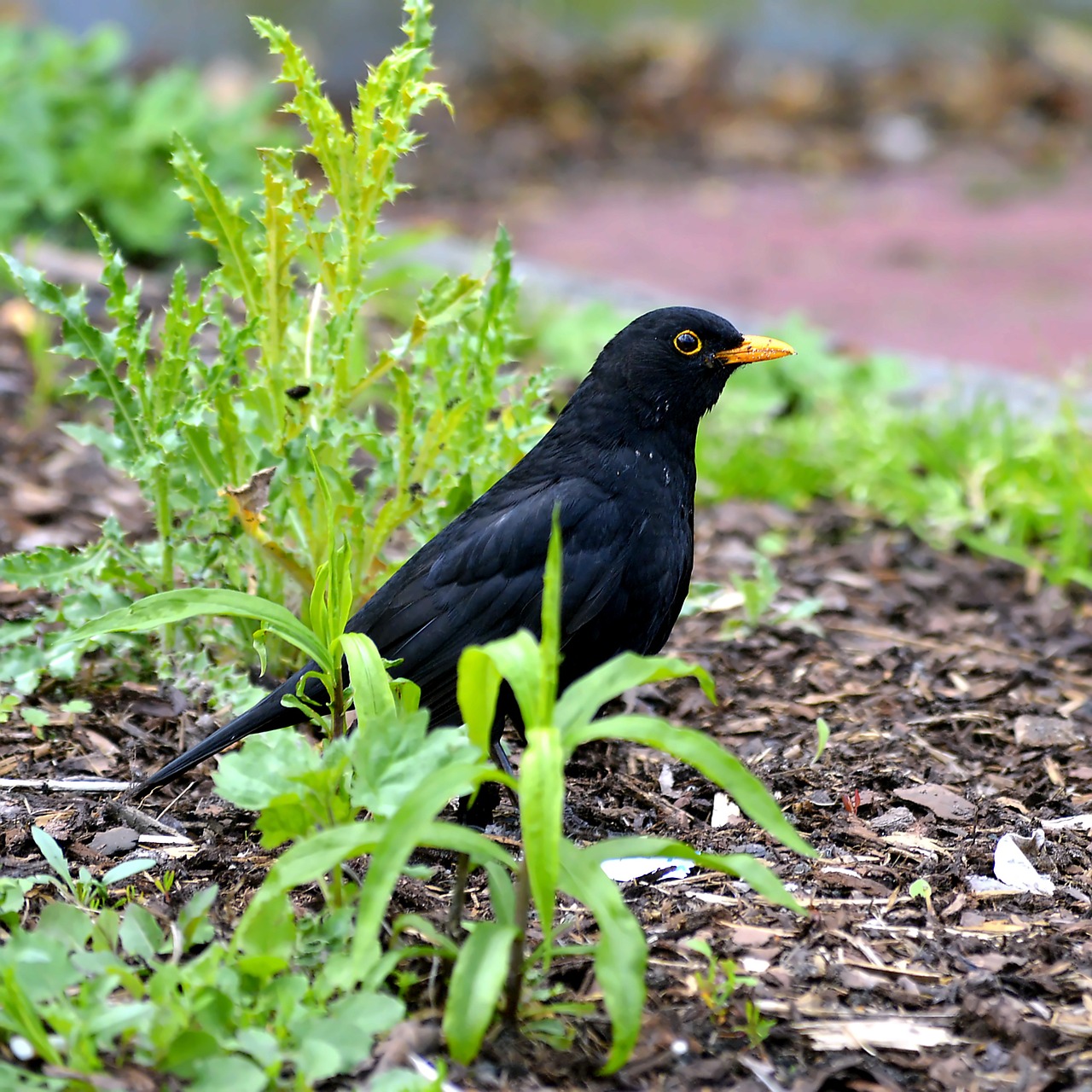 blackbird males bird free photo