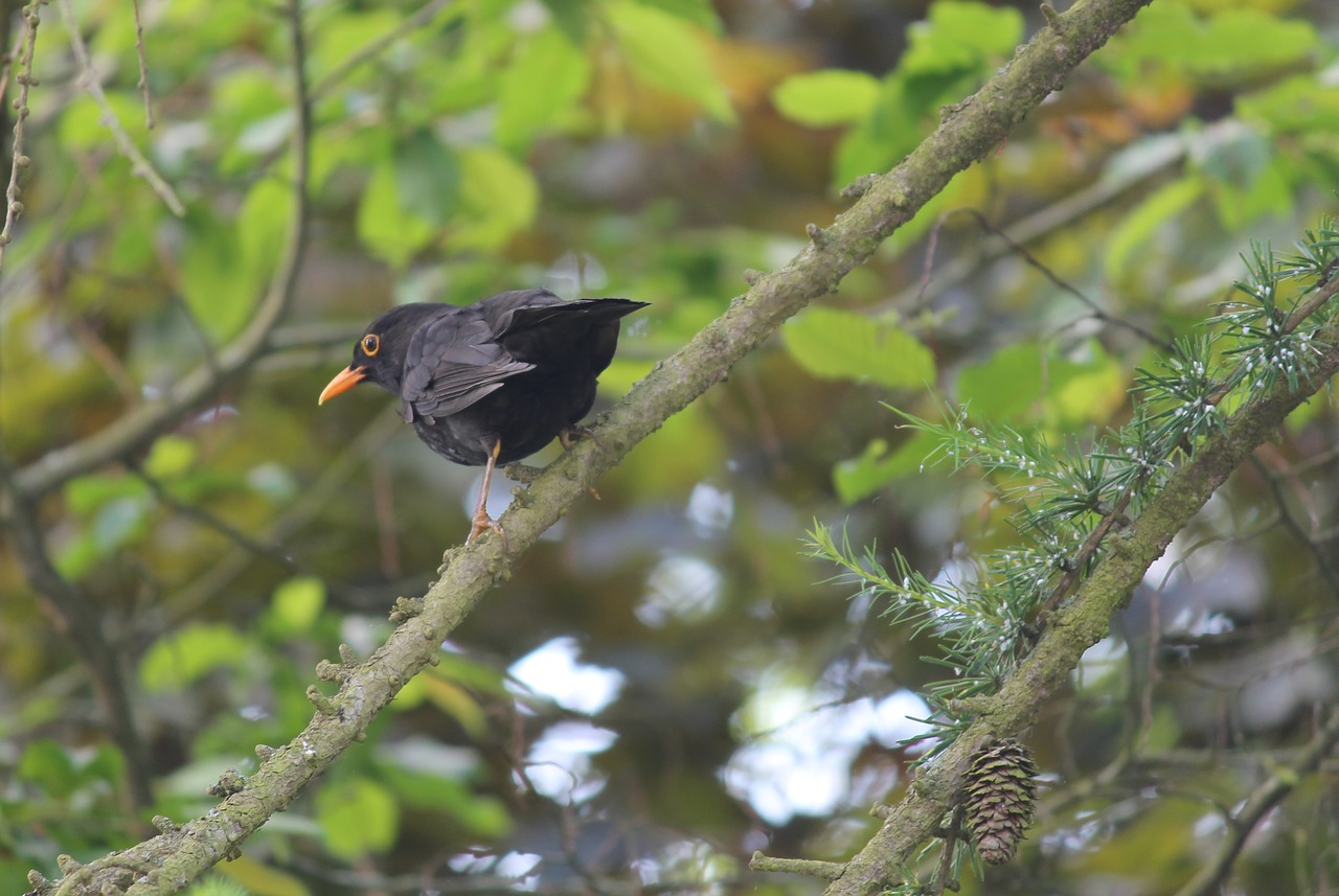 blackbird songbird bird free photo