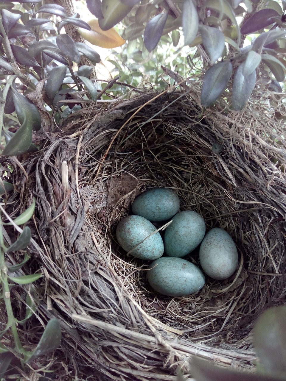 blackbird bird's nest egg free photo