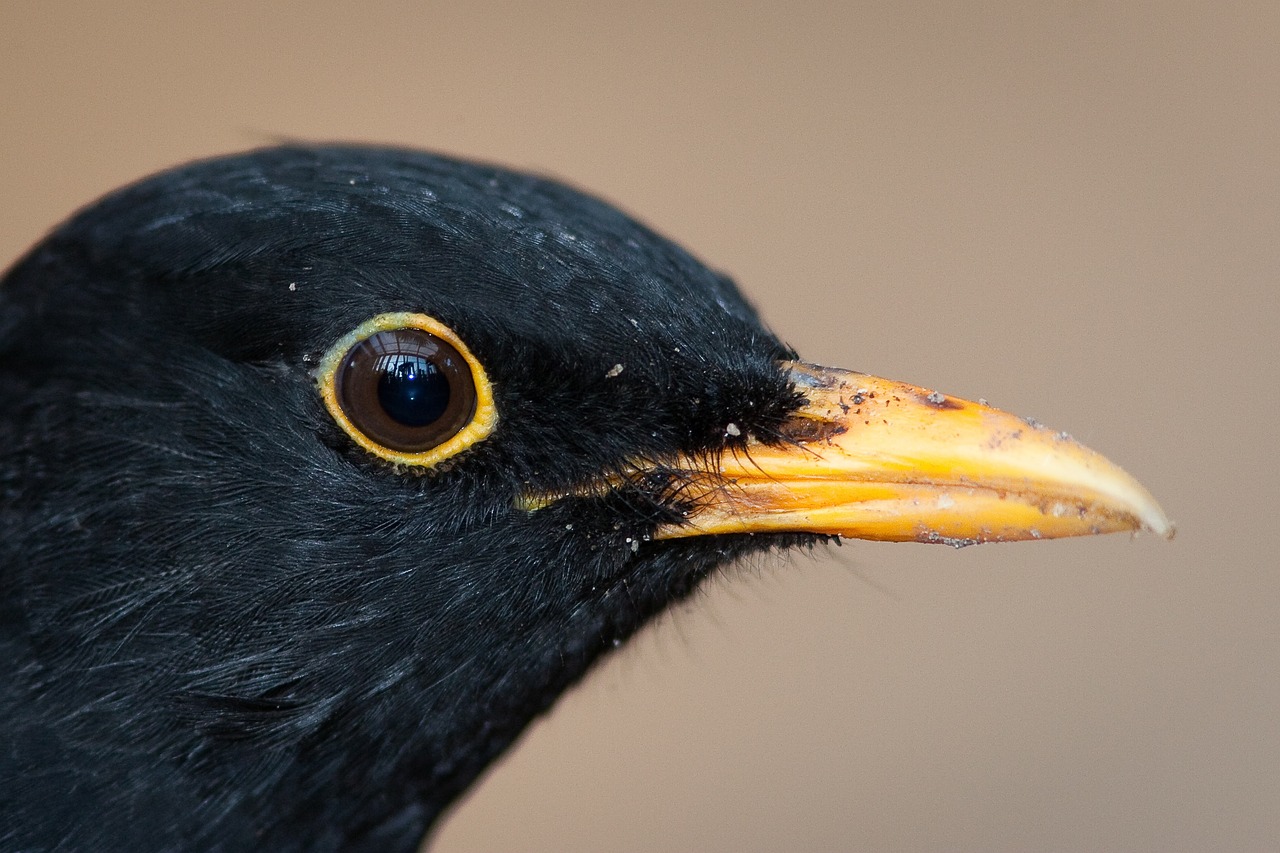 blackbird bird males free photo