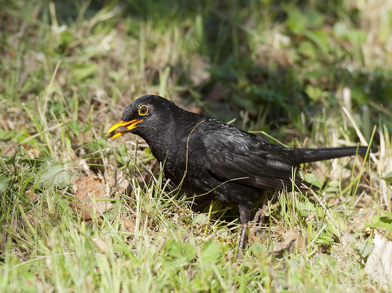 blackbird insects caught free photo