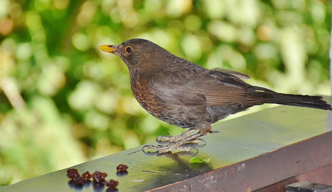 blackbird bird birds free photo