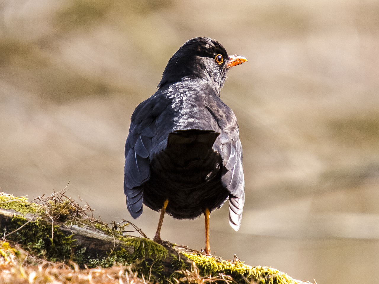 blackbird bird songbird free photo