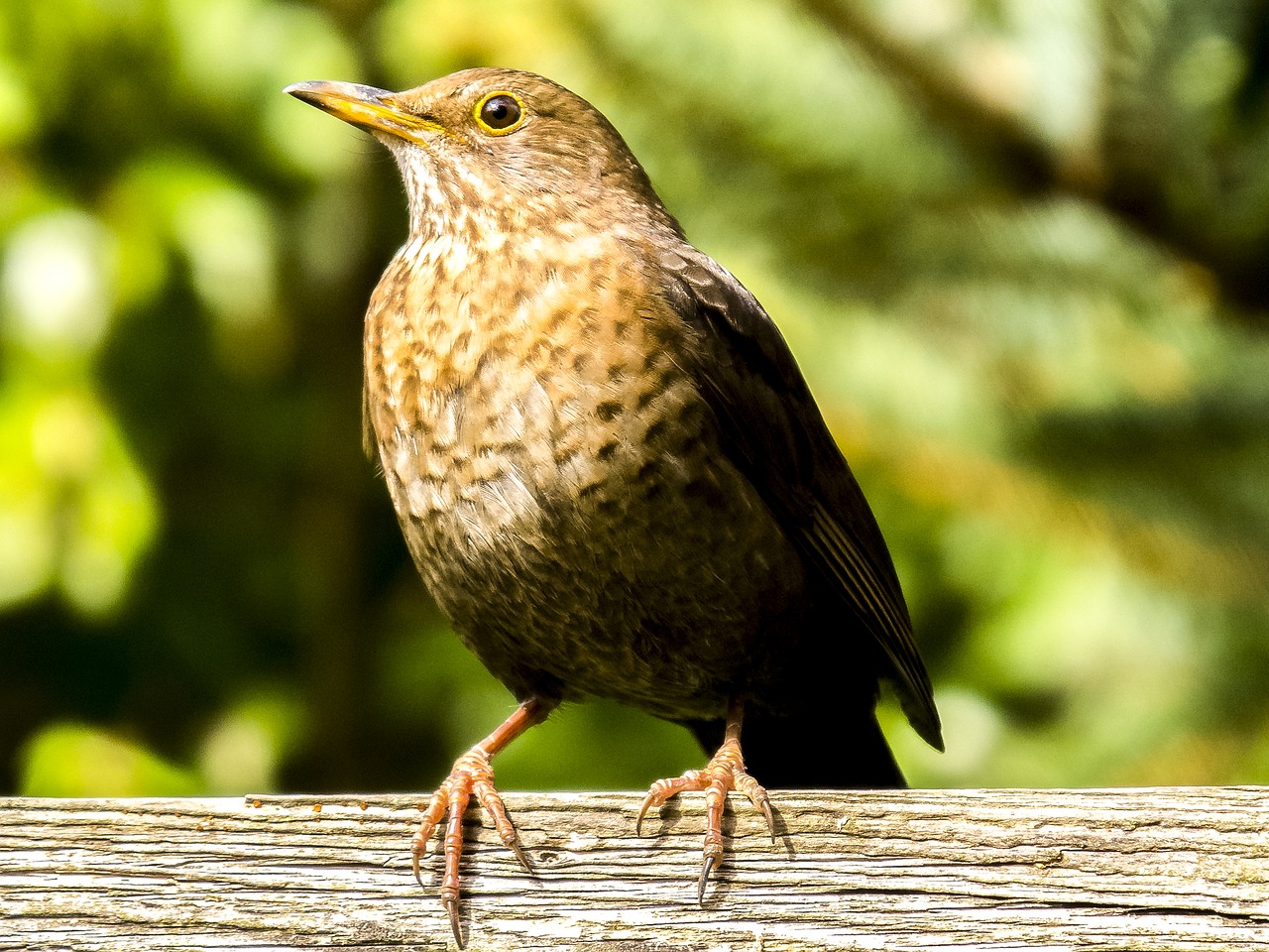 blackbird bird songbird free photo