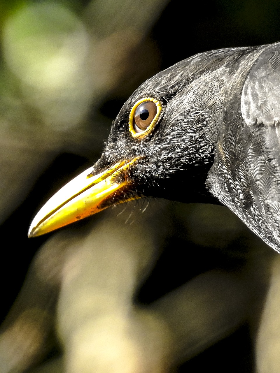 blackbird bird songbird free photo