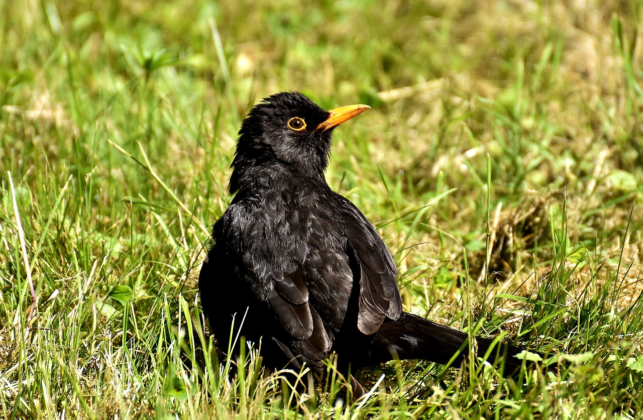 blackbird bird black free photo