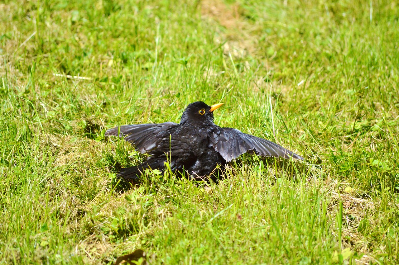 blackbird bird songbird free photo