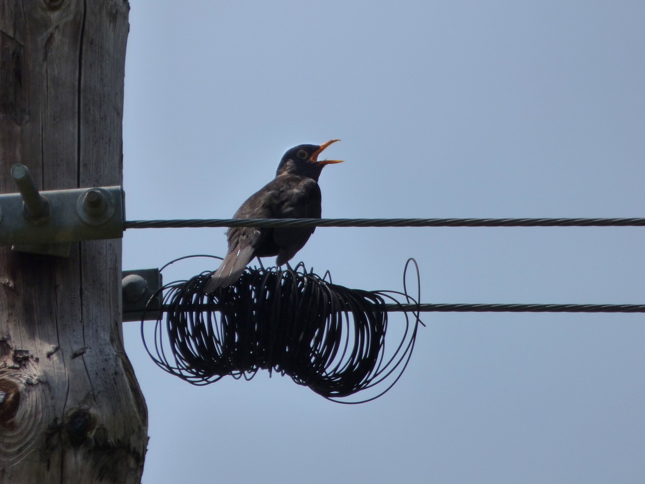 blackbird merla cables free photo