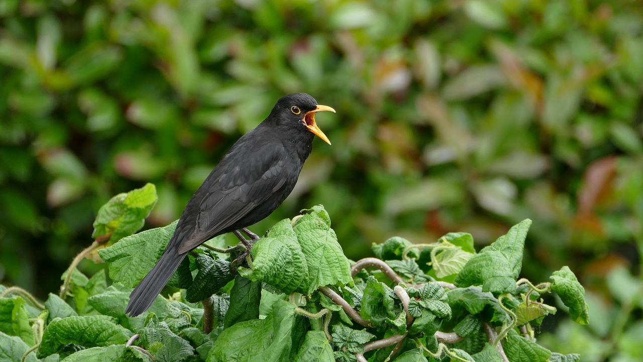 blackbird black bird songbird free photo