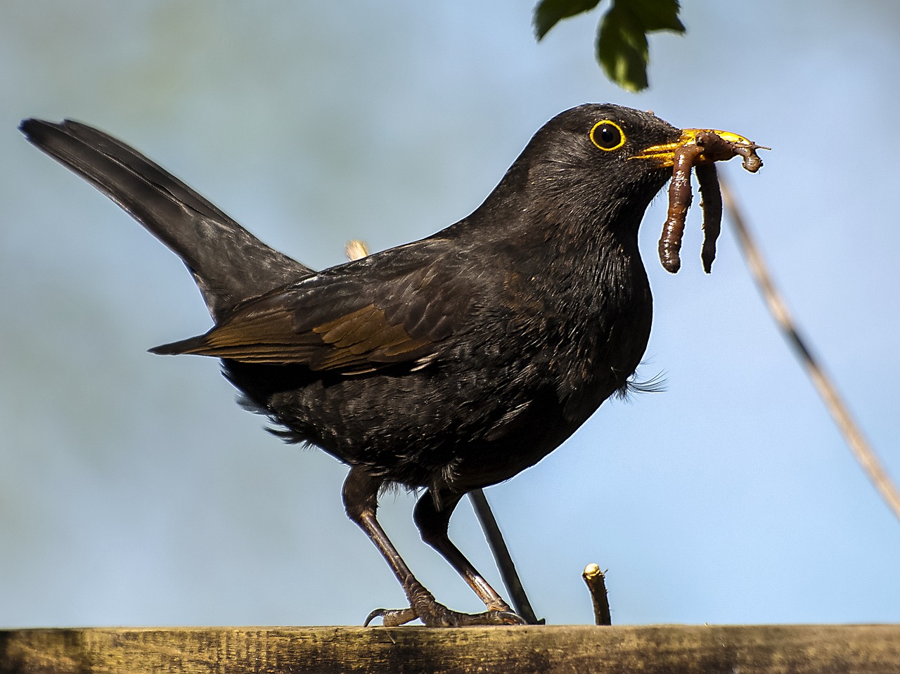 blackbird bird garden bird free photo