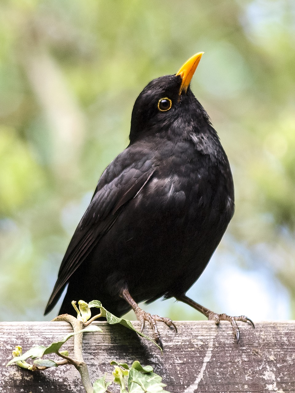 blackbird bird songbird free photo