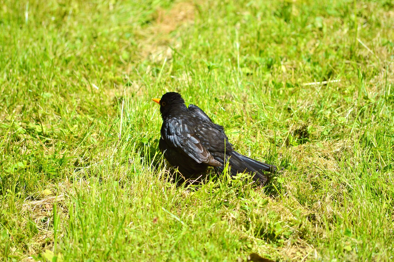 blackbird bird songbird free photo