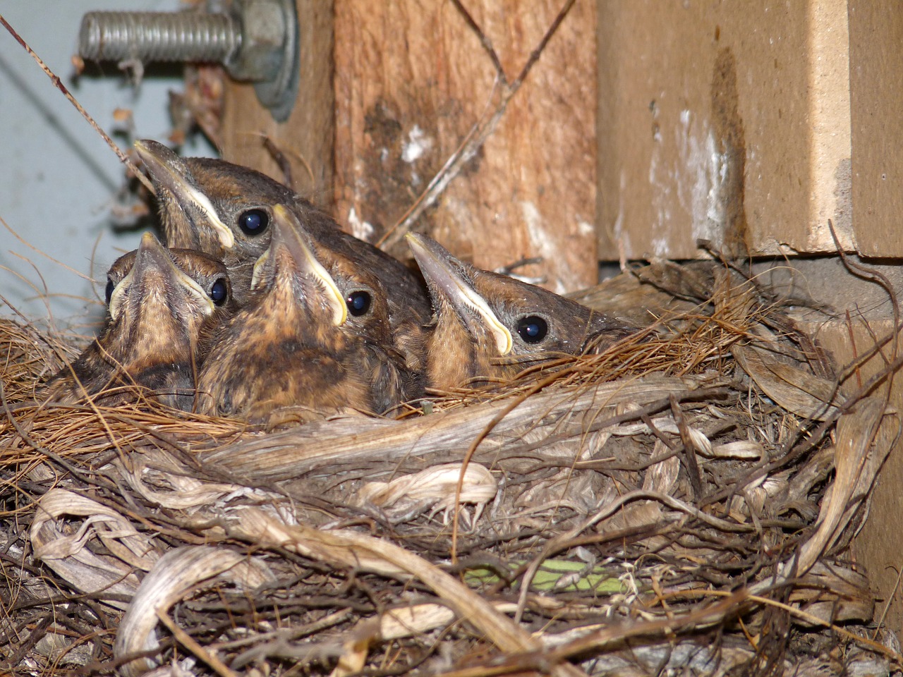blackbird babies in free photo