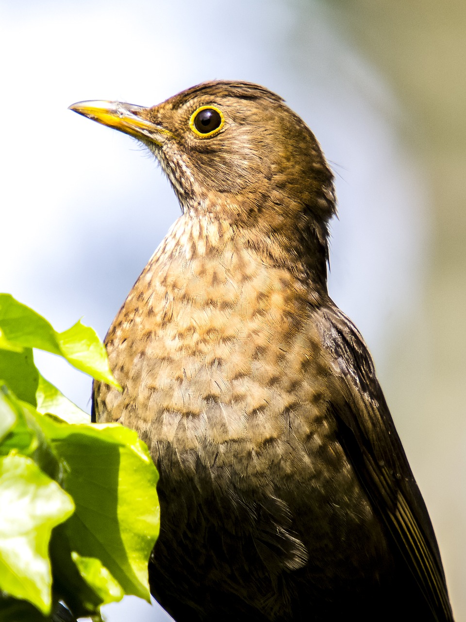 blackbird bird songbird free photo