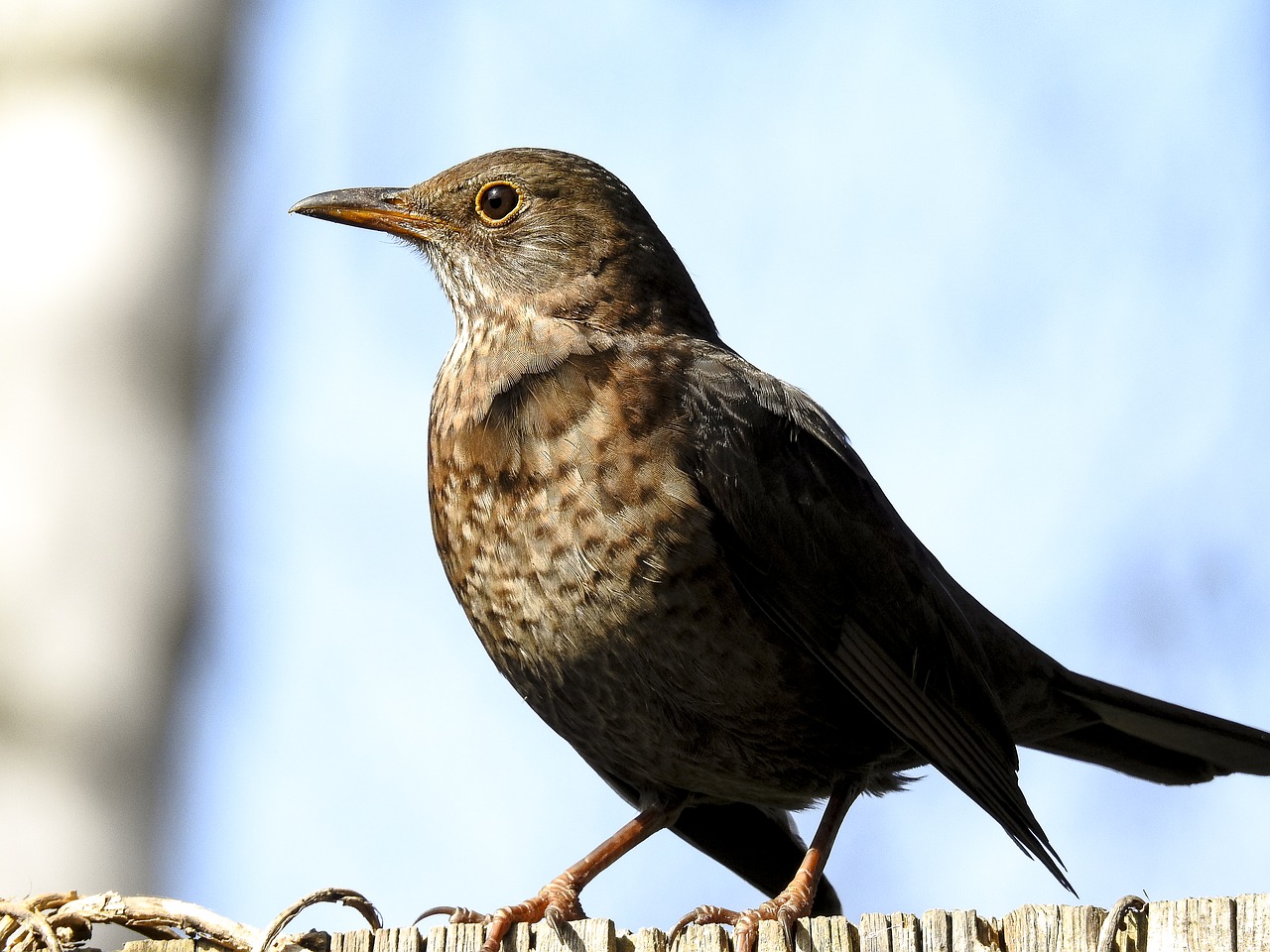 blackbird bird songbird free photo