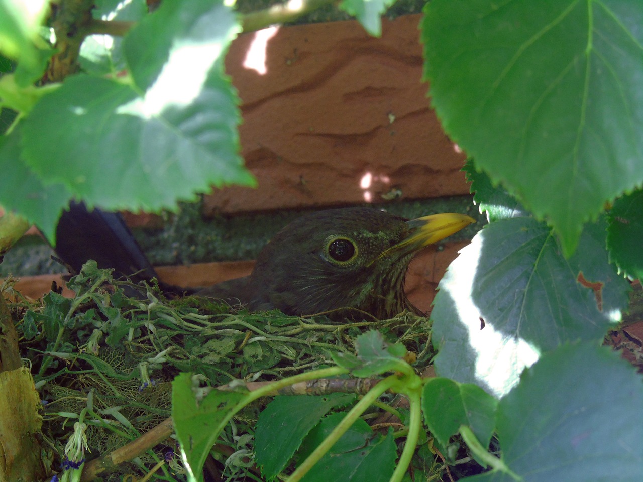 blackbird nest breed free photo