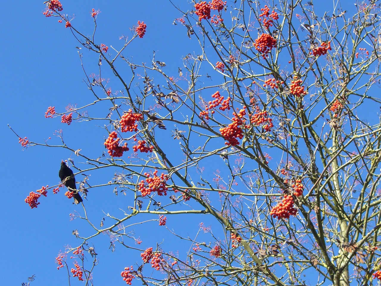 blackbird voghelbeerbaum mountain ash free photo