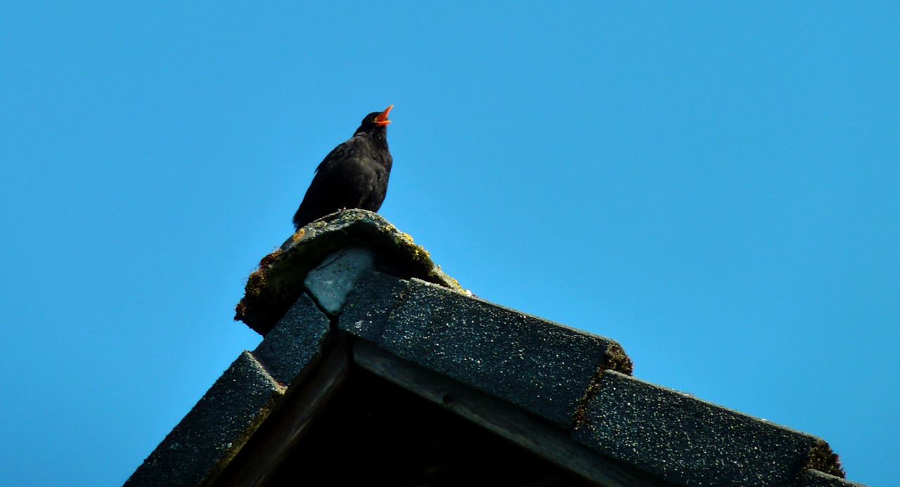 blackbird bird sing free photo