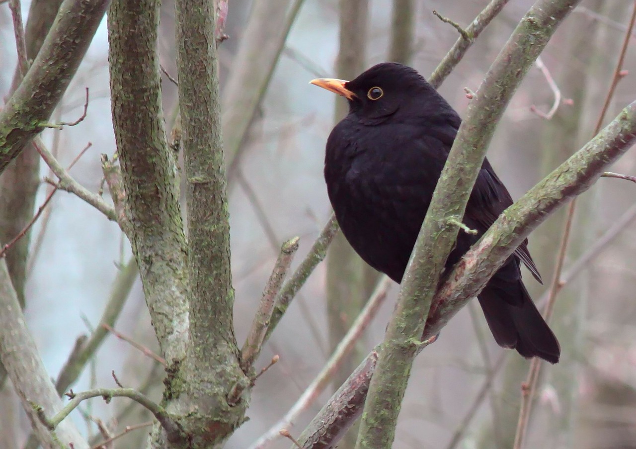 blackbird bird animal free photo