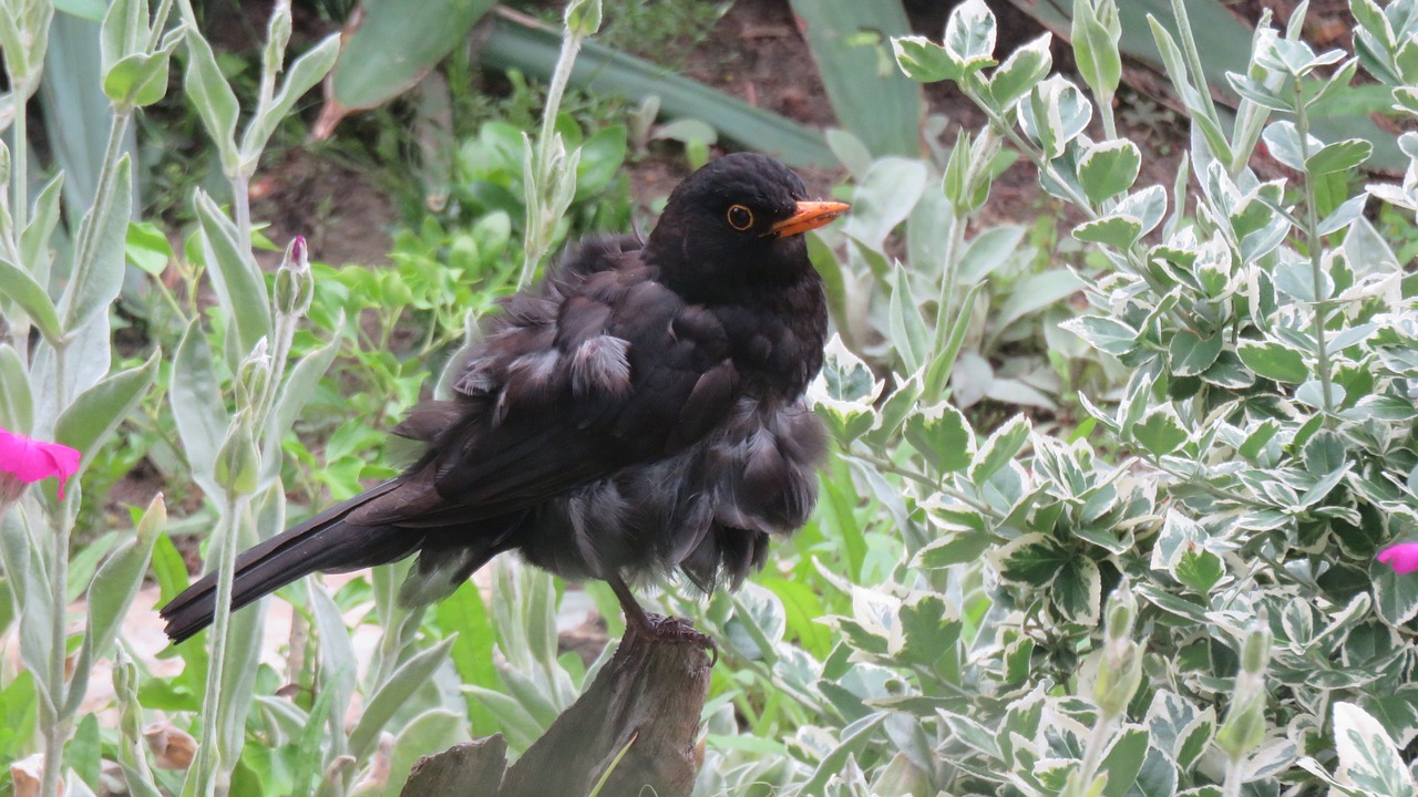 blackbird bird nature free photo