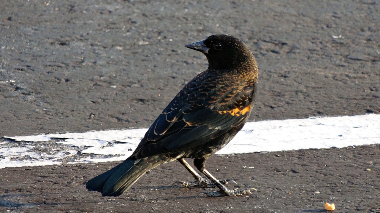 blackbird bird wildlife free photo