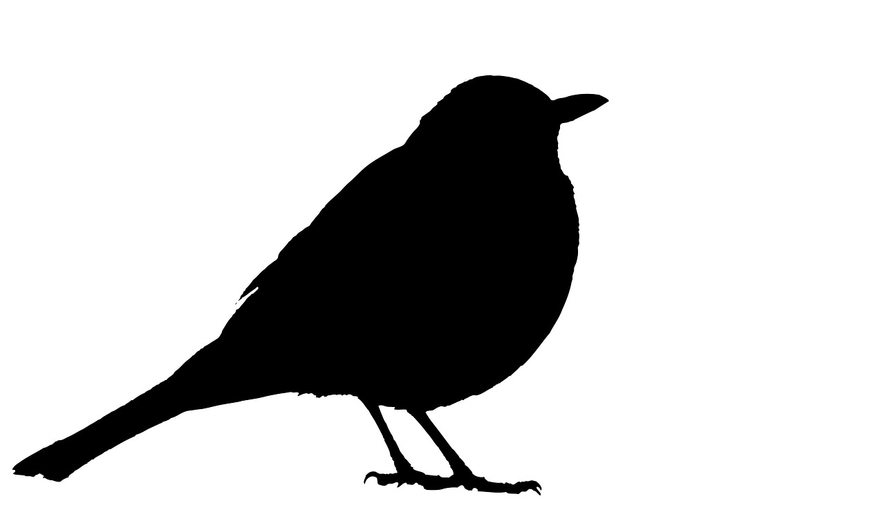 blackbird silhouette black free photo