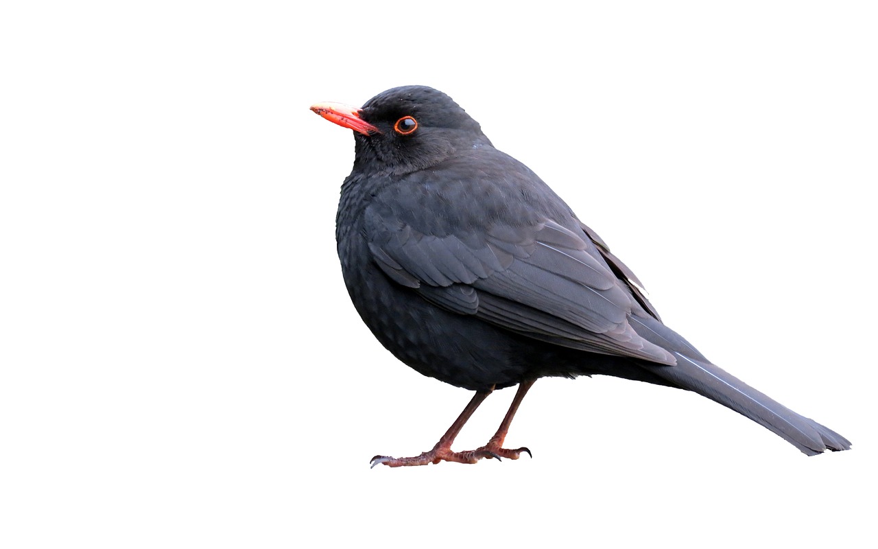 blackbird isolated white free photo