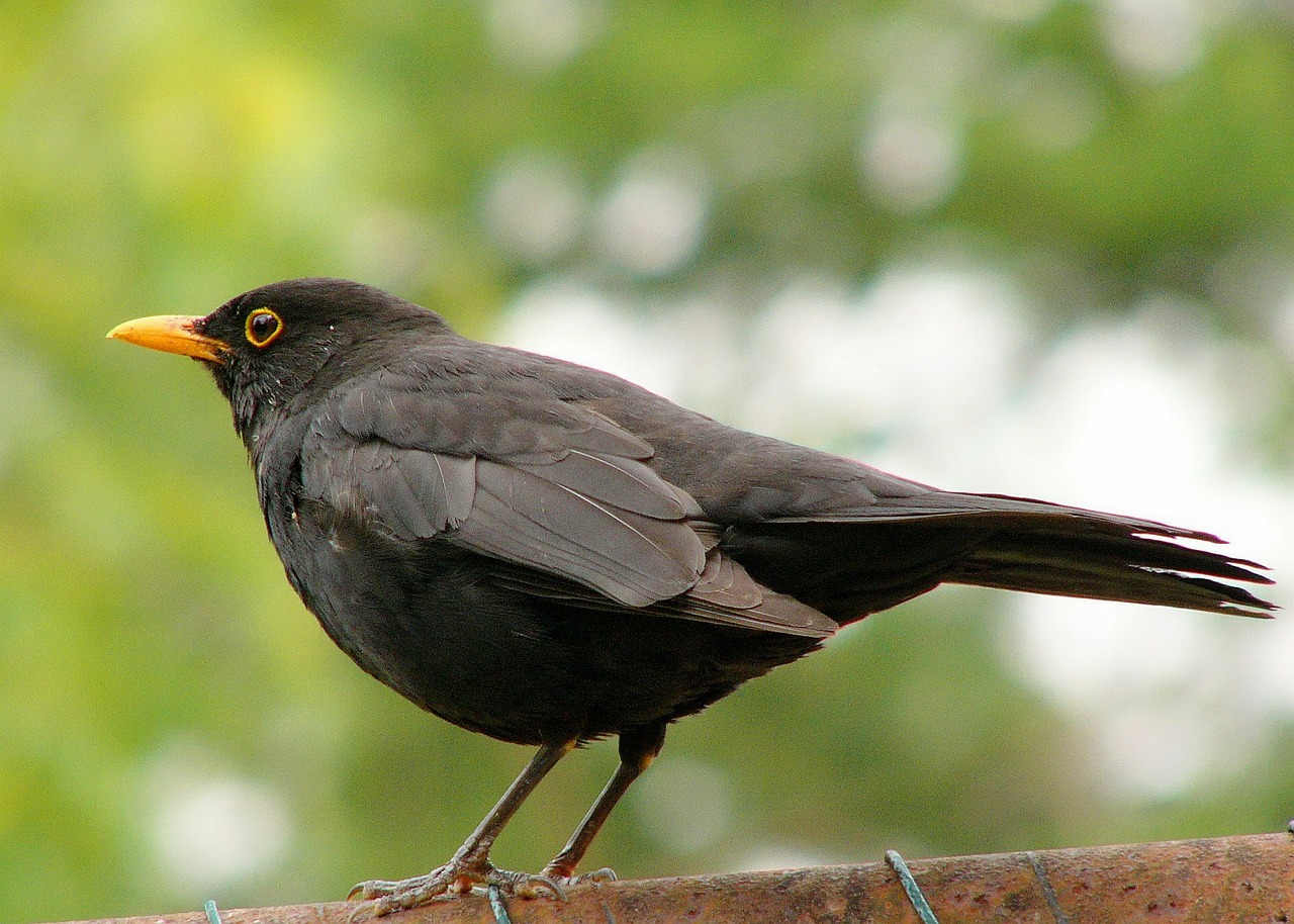 blackbird black wild life free photo