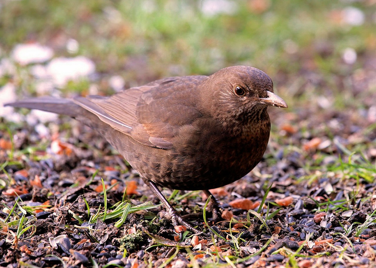 blackbird bird fly free photo