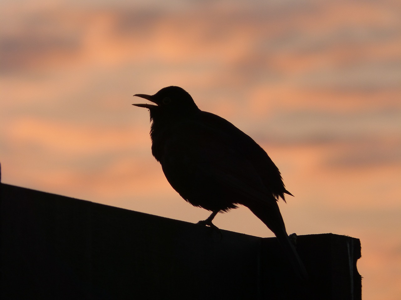 blackbird sunset silhouette free photo