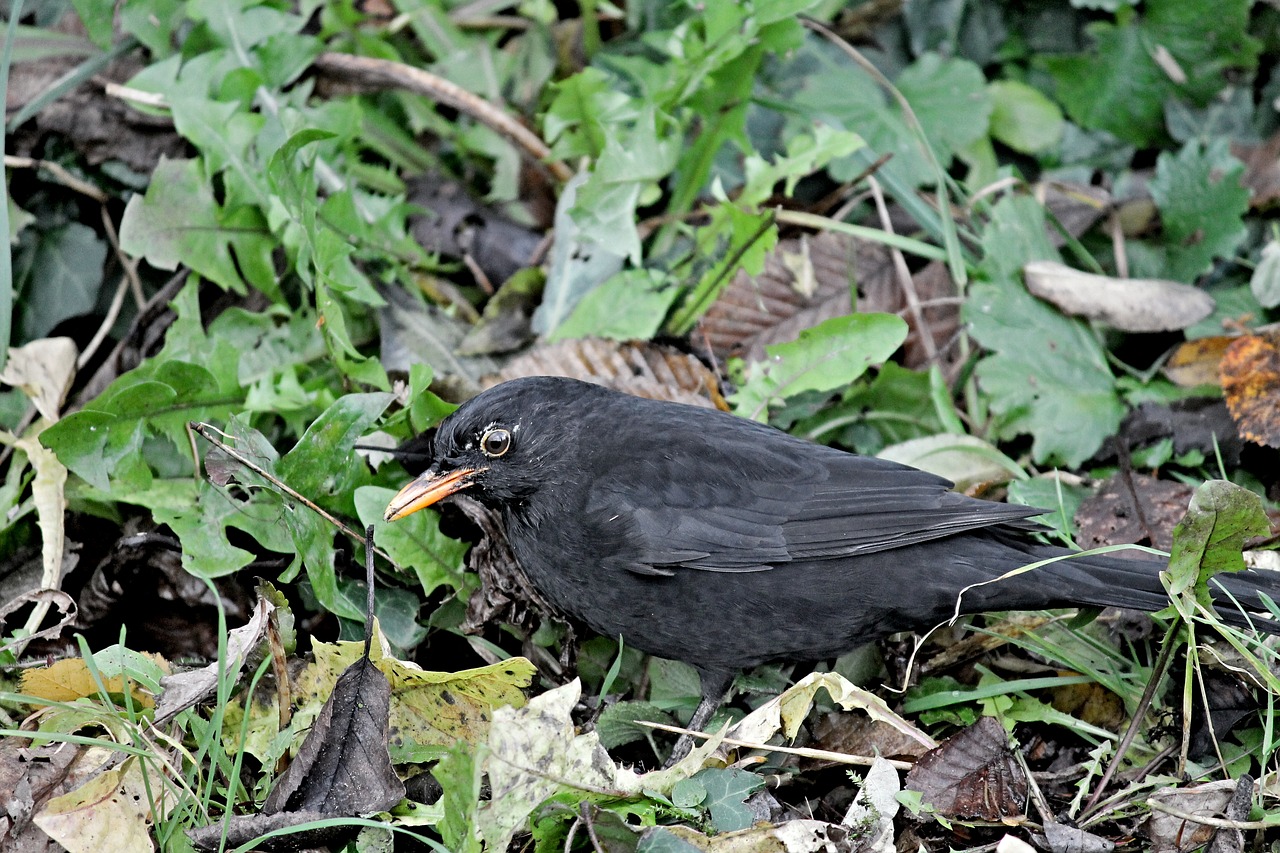 blackbird songbird camouflage free photo