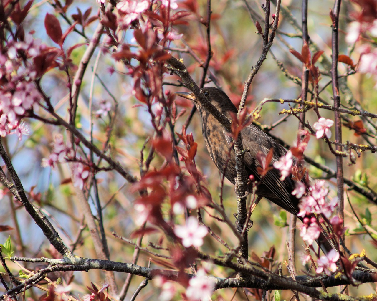 blackbird bird cherry blossoms free photo