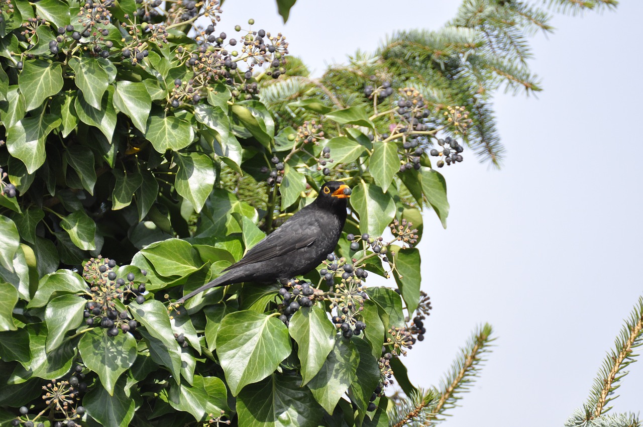 blackbird bird eat free photo