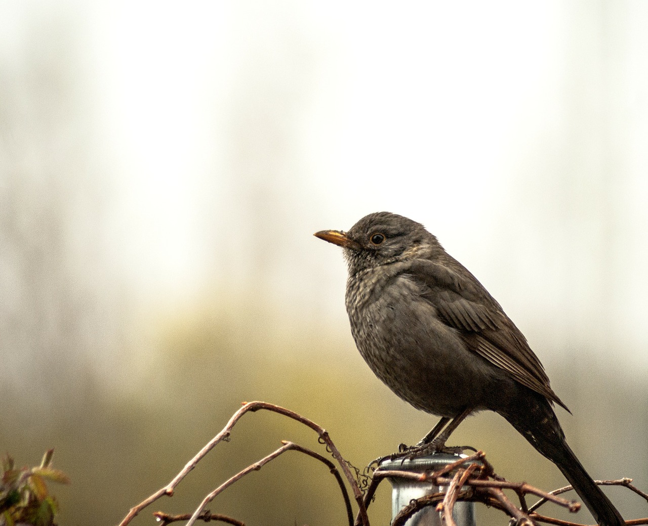 blackbird bird nature free photo