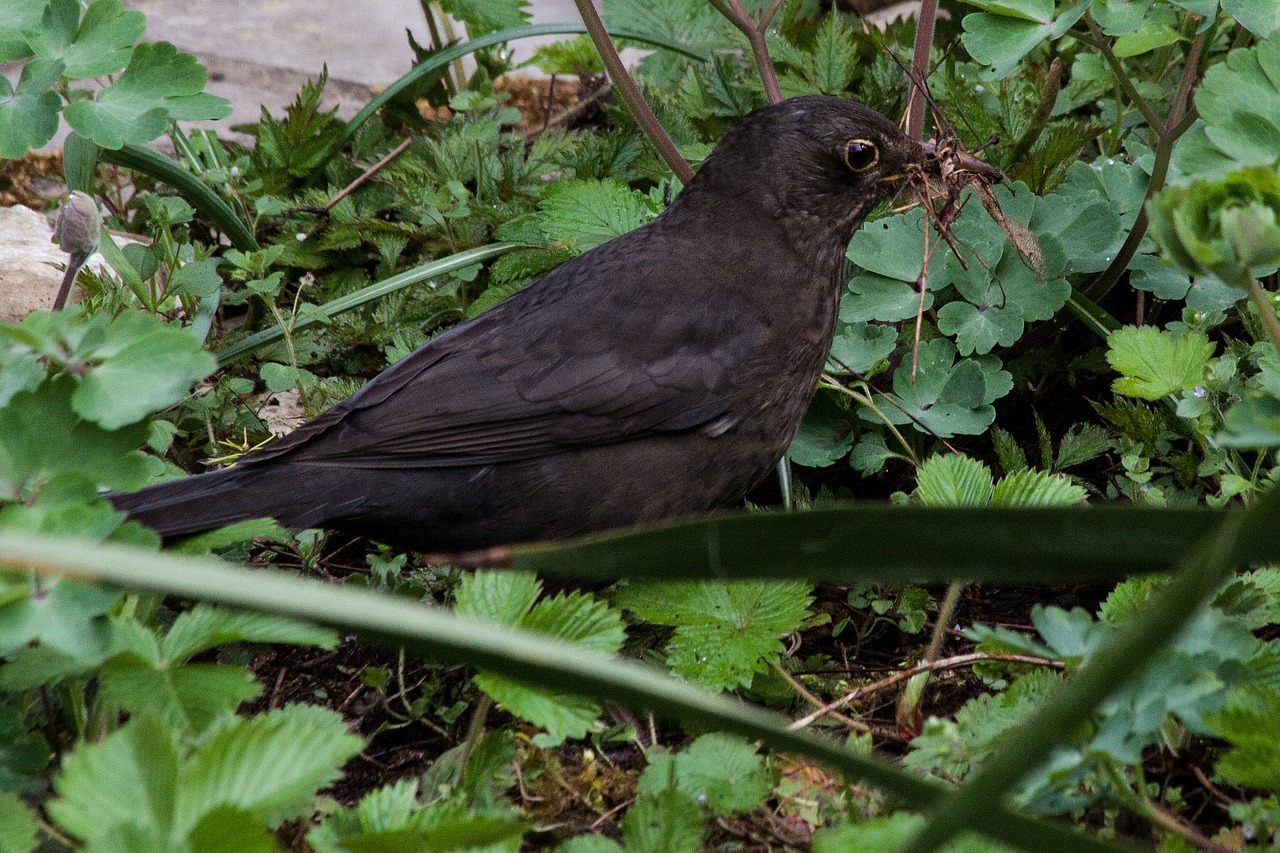 blackbird turdus merula true free photo