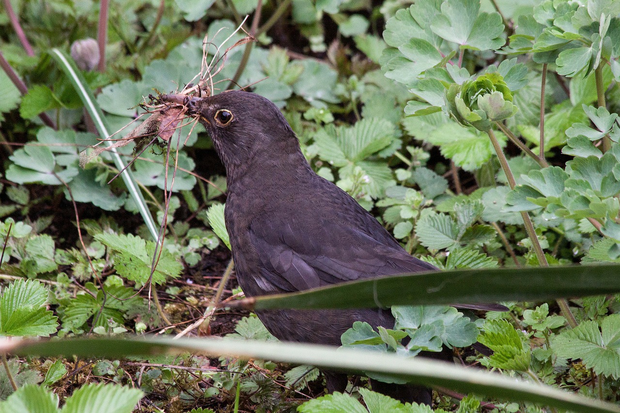 blackbird turdus merula true free photo