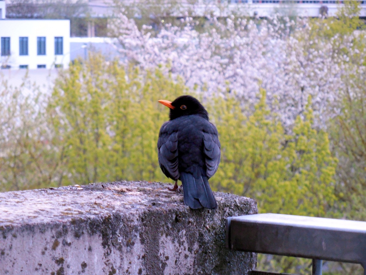 blackbird bird nature free photo