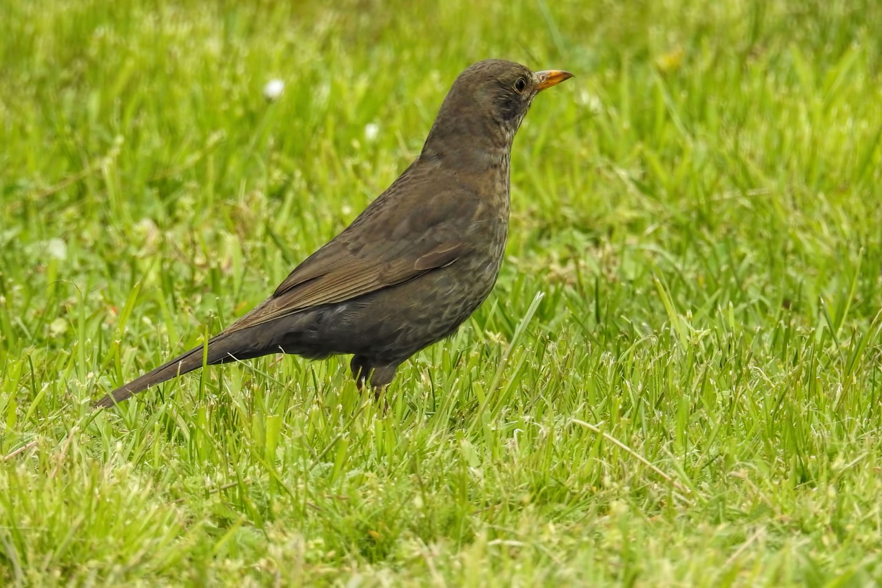 blackbird blackbird female bird free photo