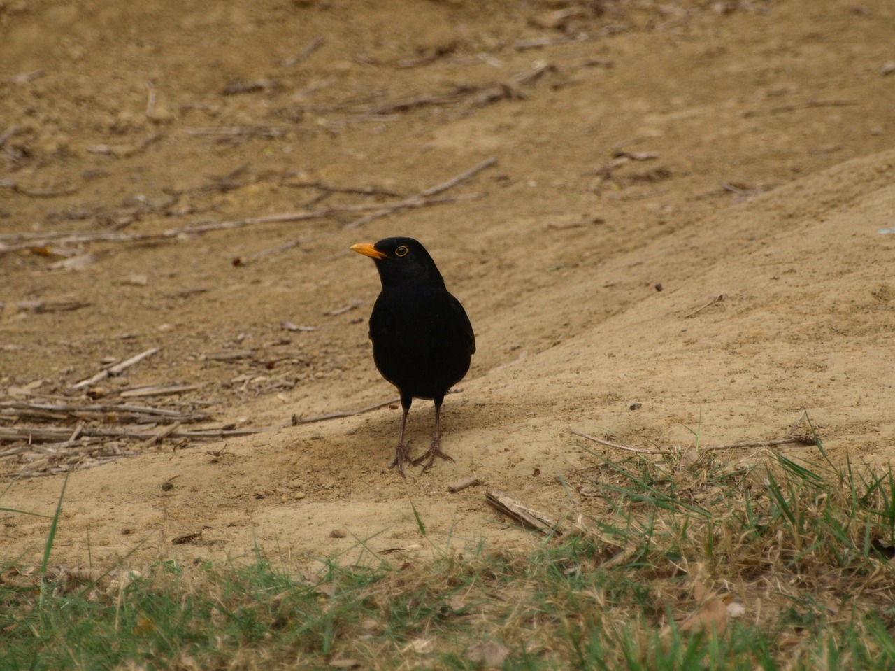 blackbird bird black free photo