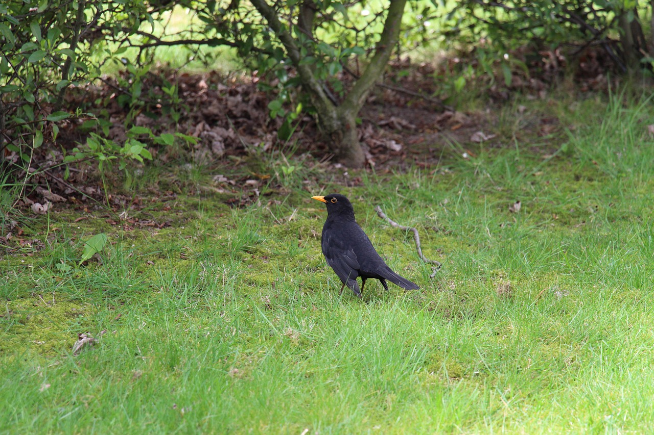 blackbird bird nature free photo