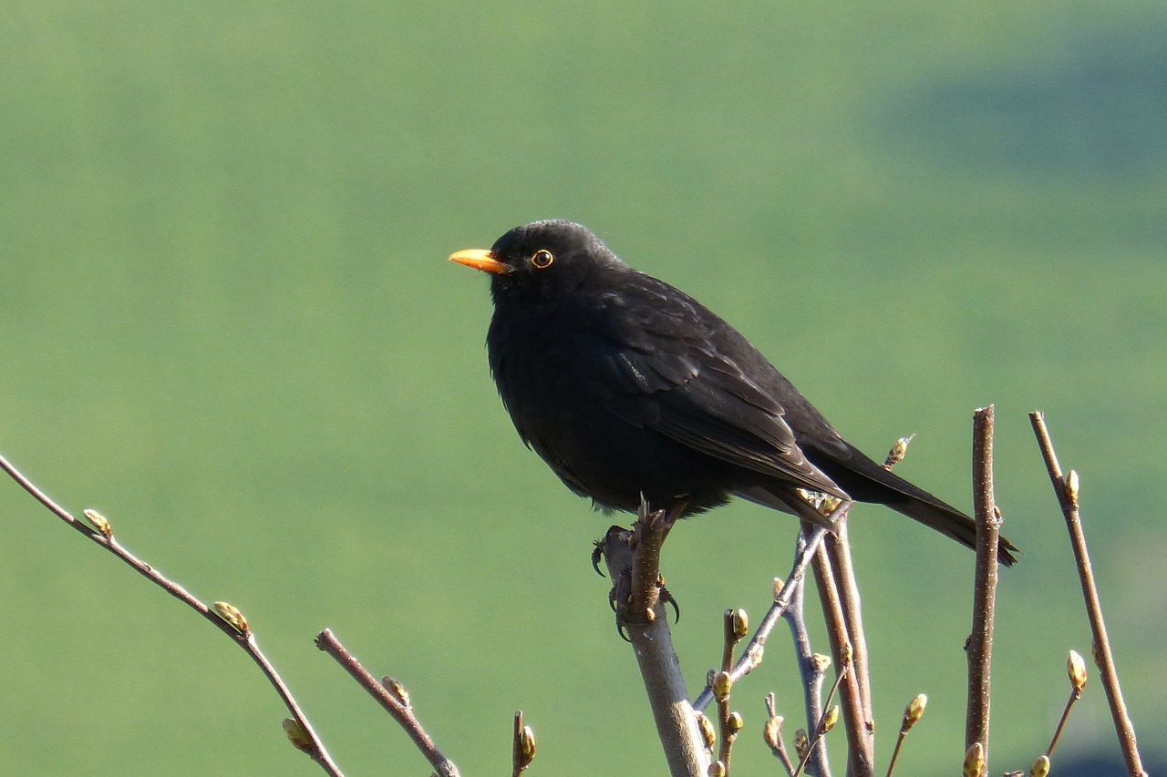 blackbird bird black free photo