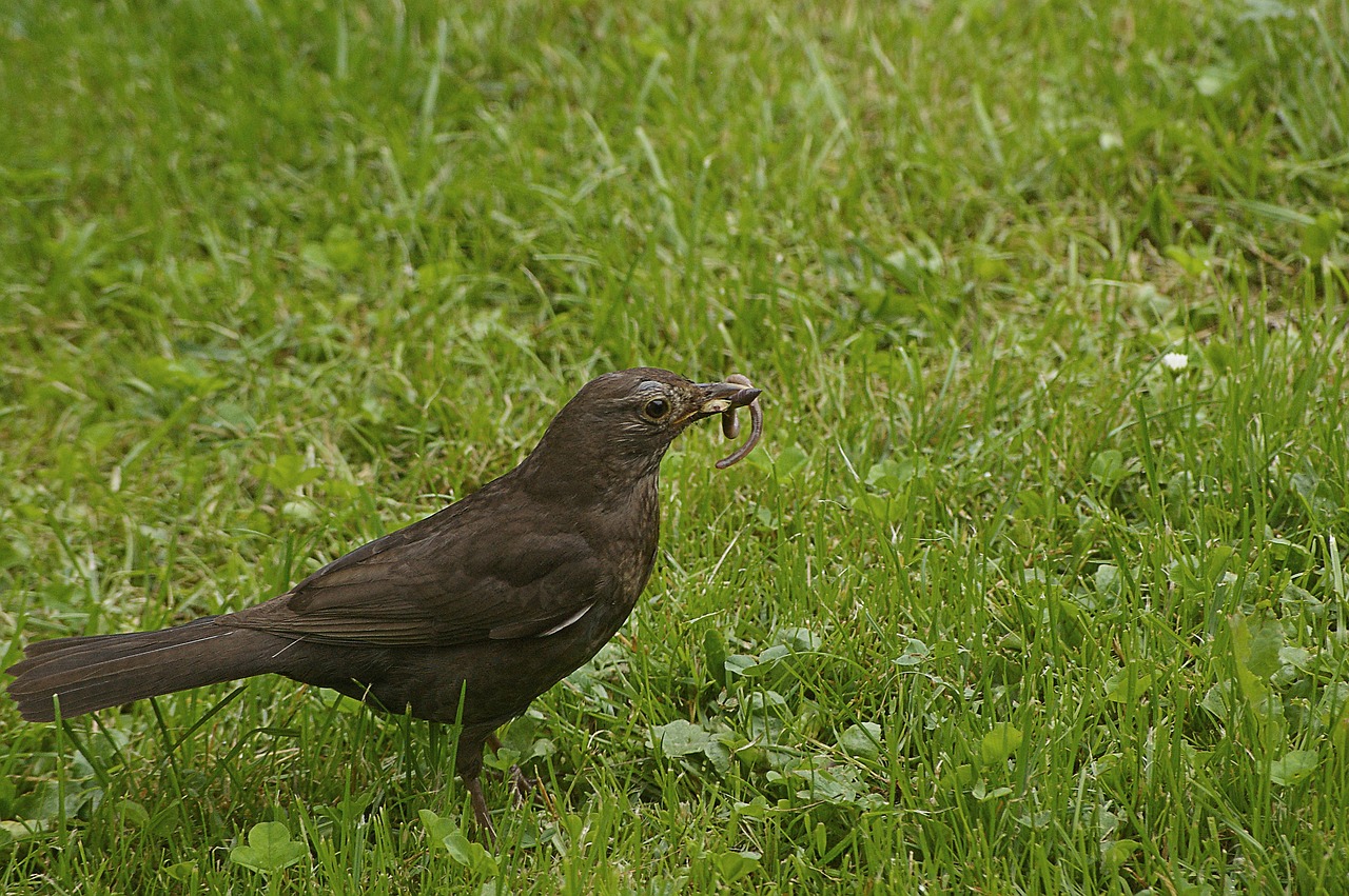 blackbird  grass  nature free photo