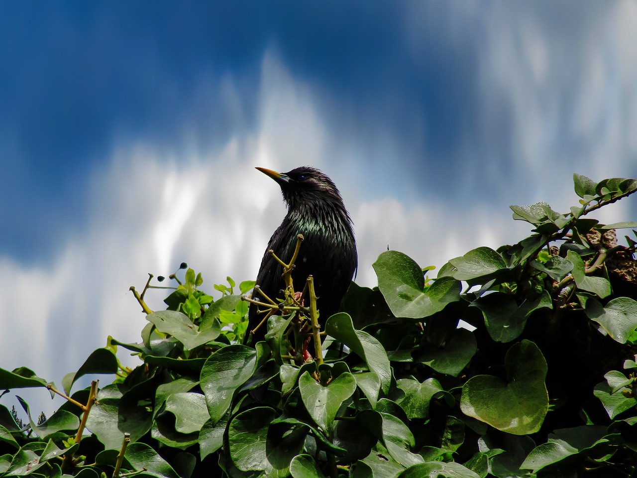 blackbird  bird  nice free photo