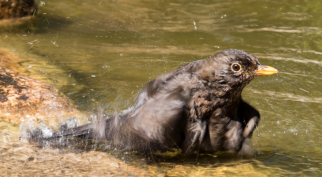 blackbird  bird  female free photo