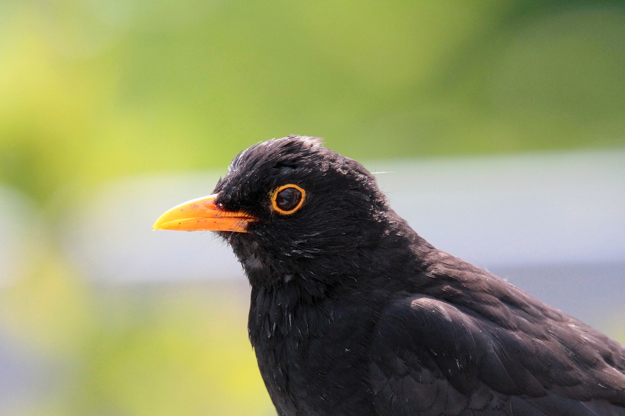 Download Free Photo Of Blackbird Songbird Bird Nature Animal