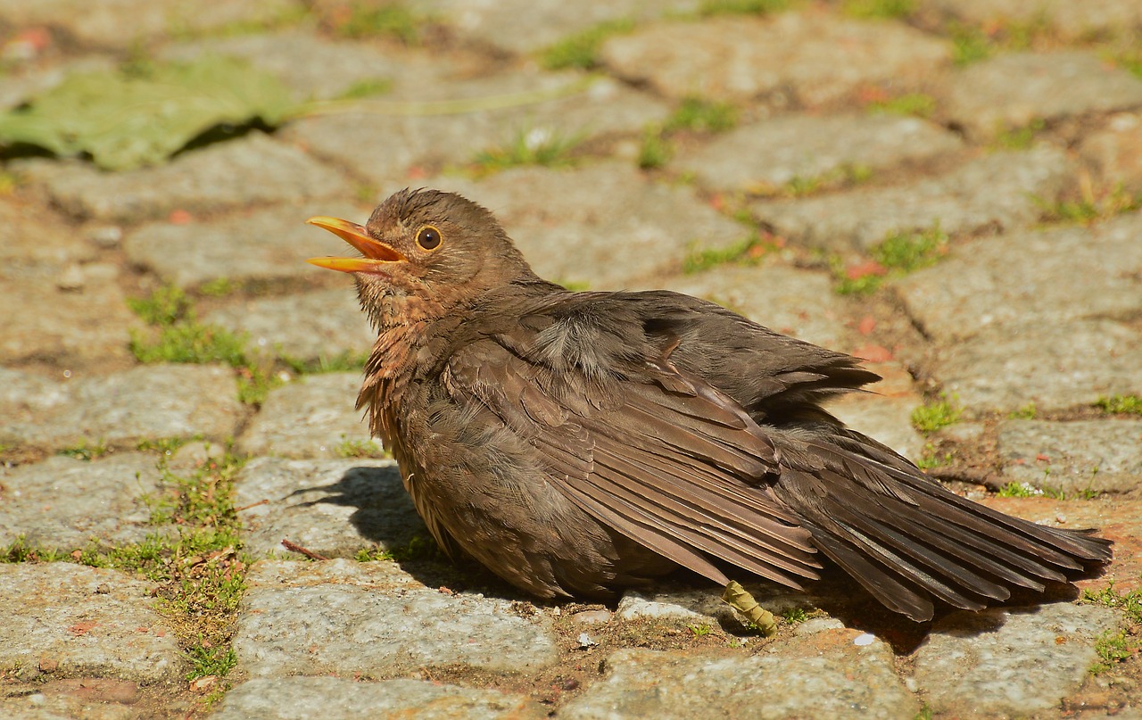 blackbird  bird  nature free photo