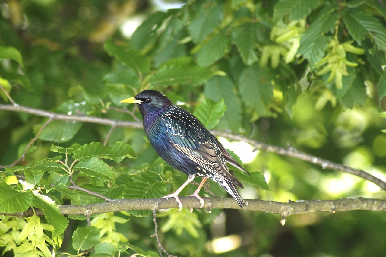 blackbird  star  bird free photo