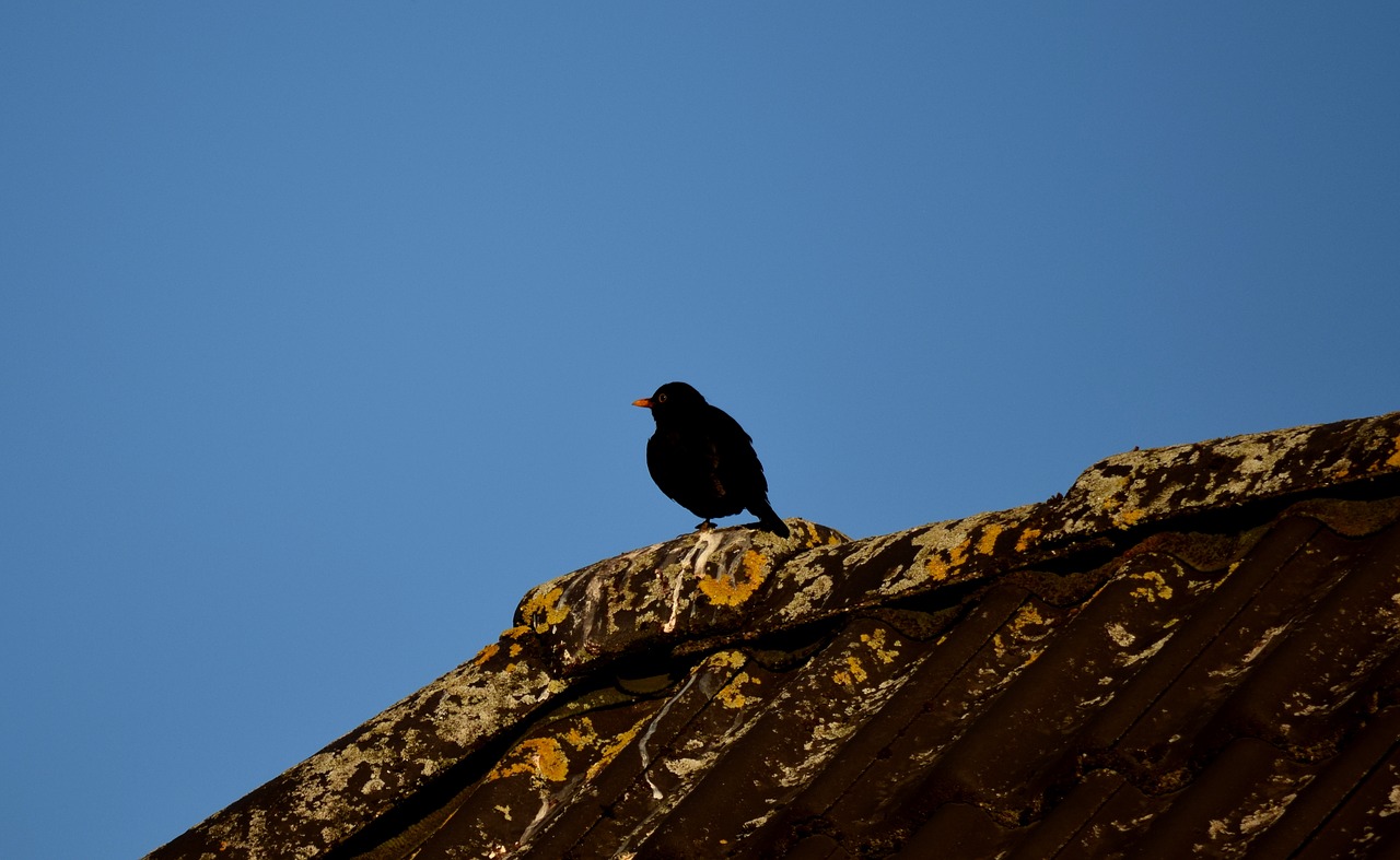 blackbird  black  roof free photo
