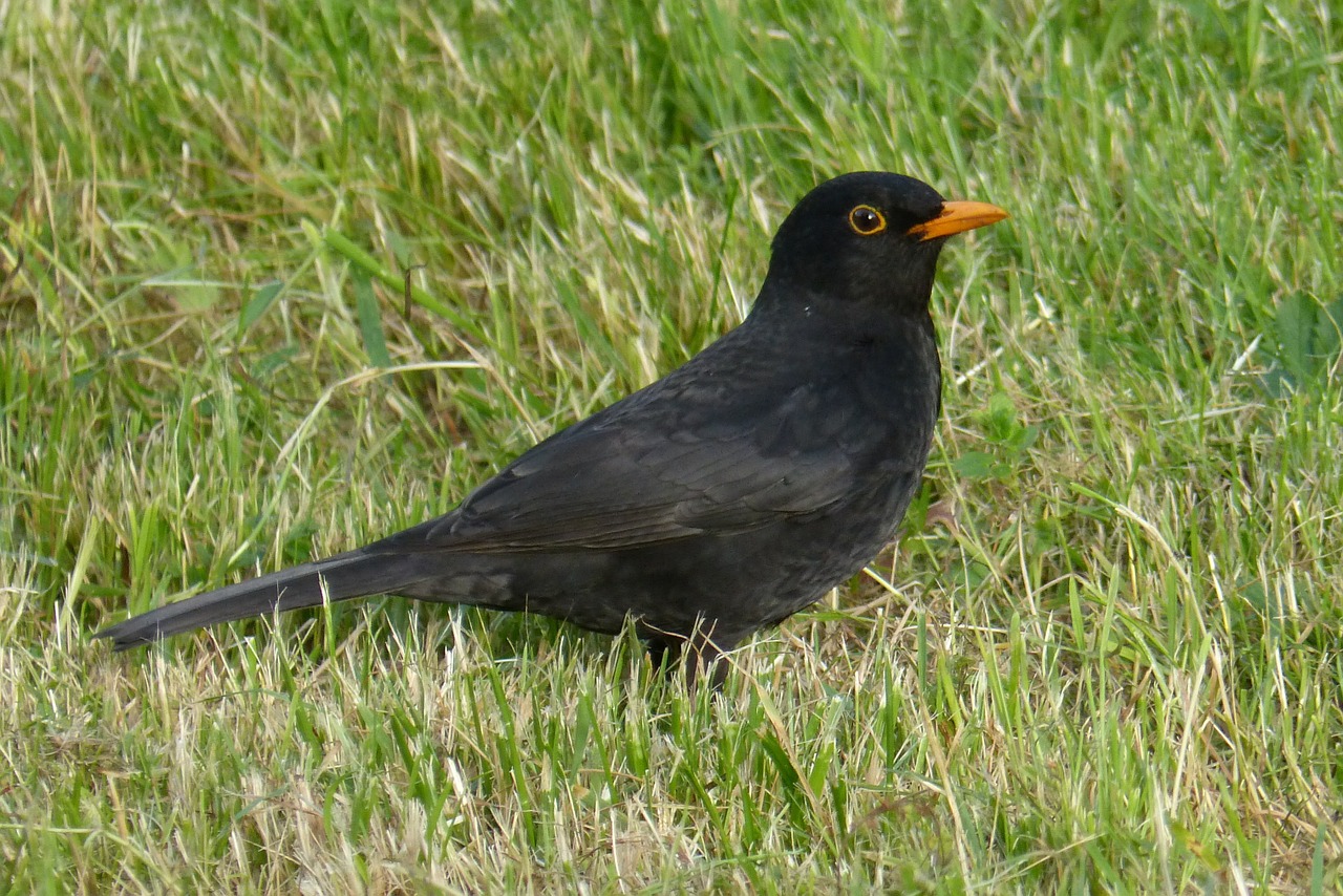 blackbird bird black free photo